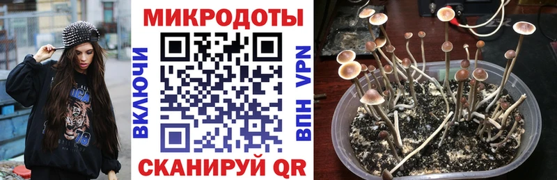 блэк спрут ТОР  Озёрск  Псилоцибиновые грибы GOLDEN TEACHER 